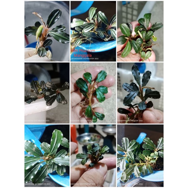 Bucephalandra Mini Phantom batangan mix Rhyzome