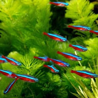 Ikan Hias Aquascape Neon / Cardinal M