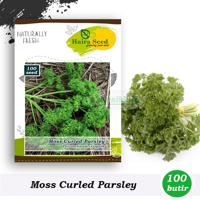 Benih-Bibit Parsley Kerinting Moss Curled (Haira Seed)