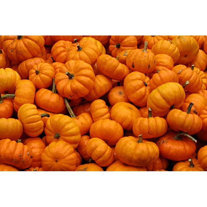 

benih seeds bibit flower Pumpkin Seeds Jack Be Little rare beatuiful and unique