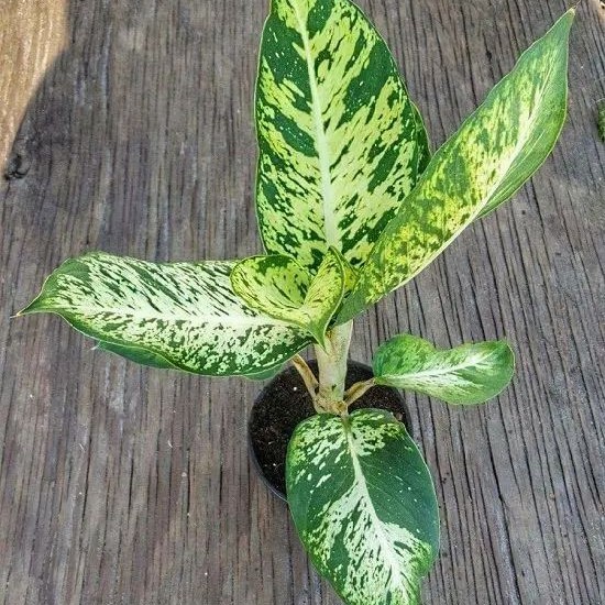 Dieffenbachia Splash / Sparkle - Tanaman Hias Indoor