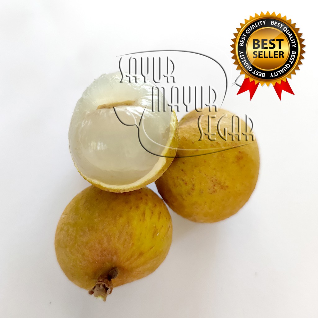 

KIRIM INSTAN KELENGKENG GOLD / BUAH KELENGKENG EMAS SEGAR DAN MANIS (BUAH CURAH)