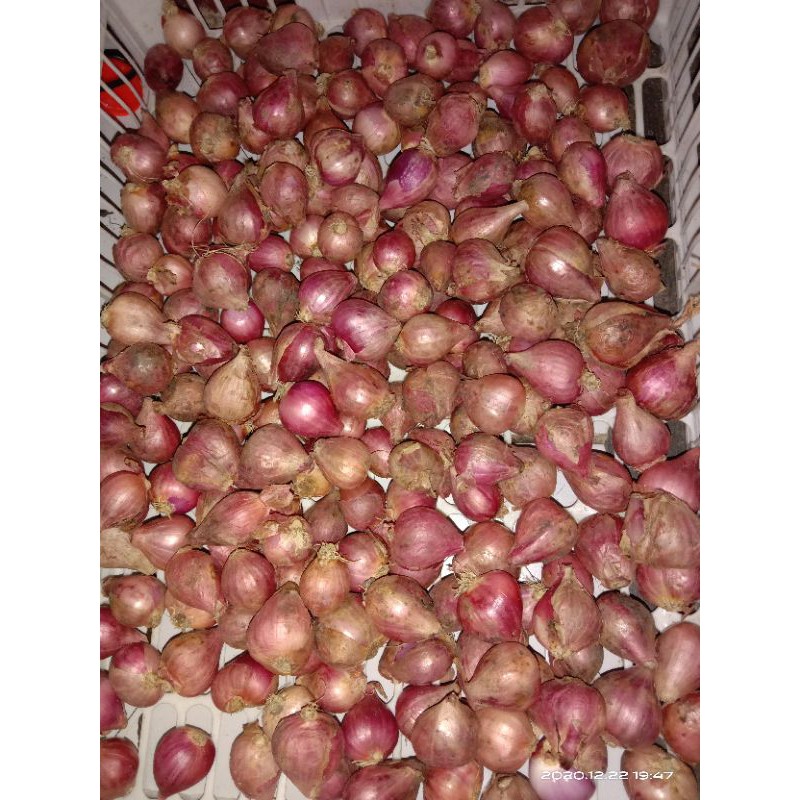 

bawang merah 500gr
