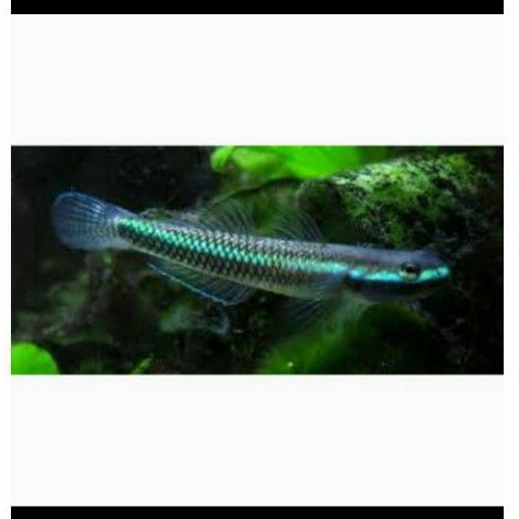 Ikan hias aquascape Goby blue neon