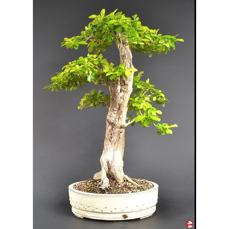 Harga per pack_ biji benih bonsai bunga anak nakal /10 butir