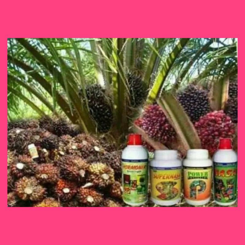 PUPUK SAWIT/PUPUK SAWIT LENGKAP/PAKET PUPUK SAWIT /PUPUK ORGANIK/BEST SELER