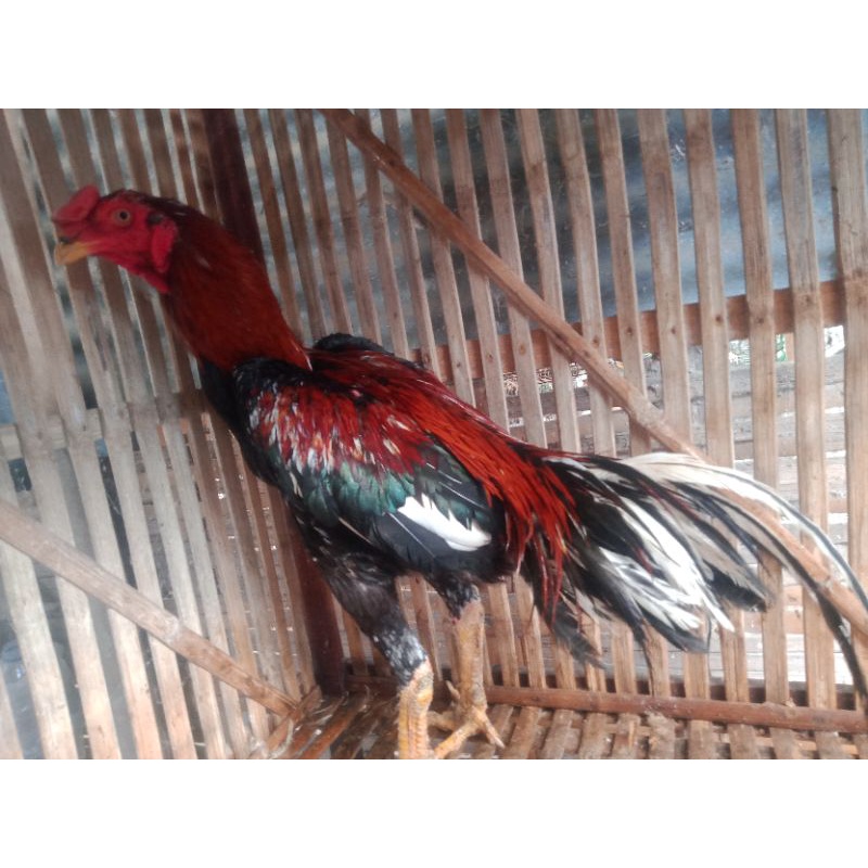 

Telur-Ayam-BangkokvsBirma-petarung