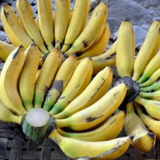  Pisang  Ambon Lumut  Segar Super Premium Lembang Shopee 