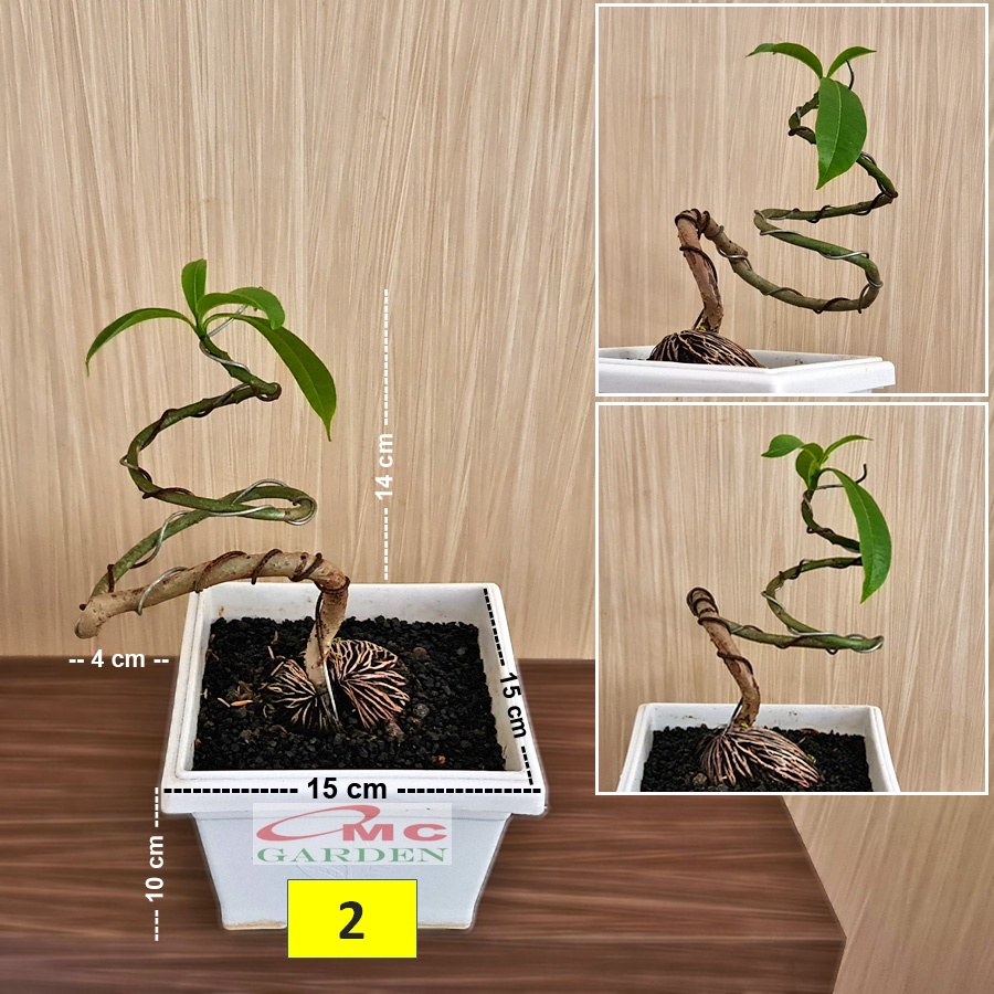 Bonsai Bonsae Bintaro Simpalak Tanaman Hias B-BINTARO-001