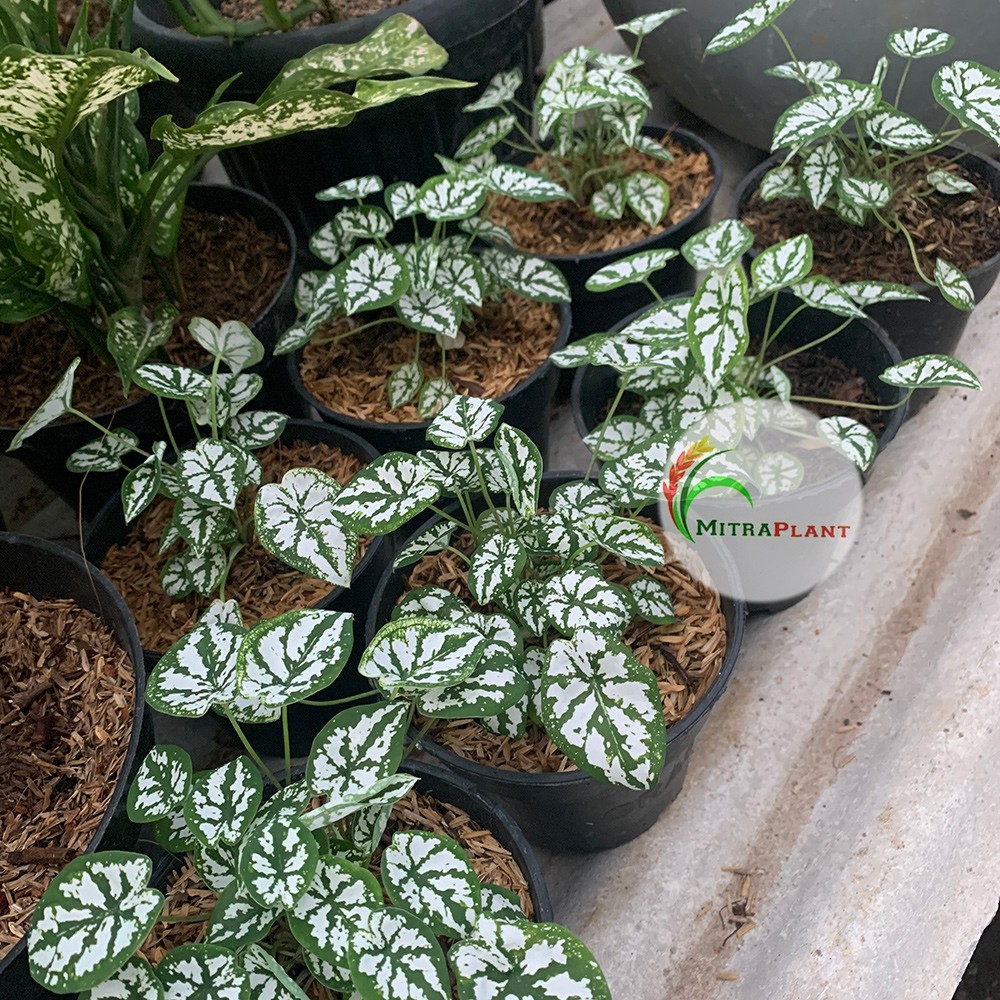 Tanaman Keladi Mutiara Bibit Keladi Mini Bunga Keladi Mini Mutiara Keladi Mini Putih