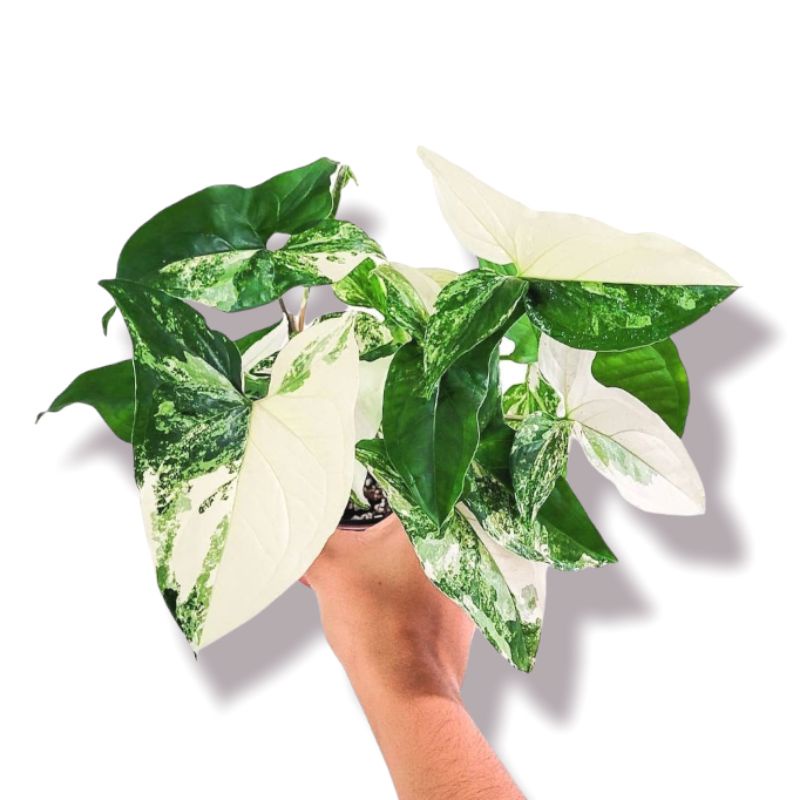 Syngonium  Varigata / Tanaman Hias Syngonium albo variegata Murah