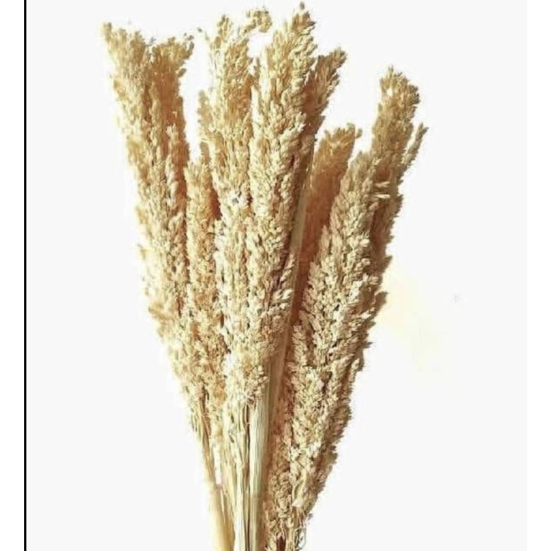 BUNGA KERING CANTEL // BUNGA SORGUM // DRIED FLOWER