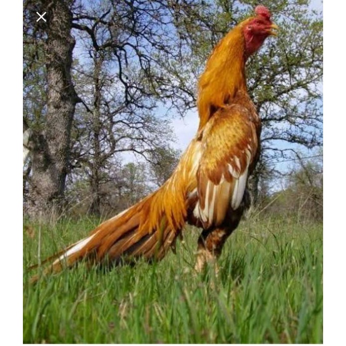 TELUR AYAM BANGKOK EKOR LIDI