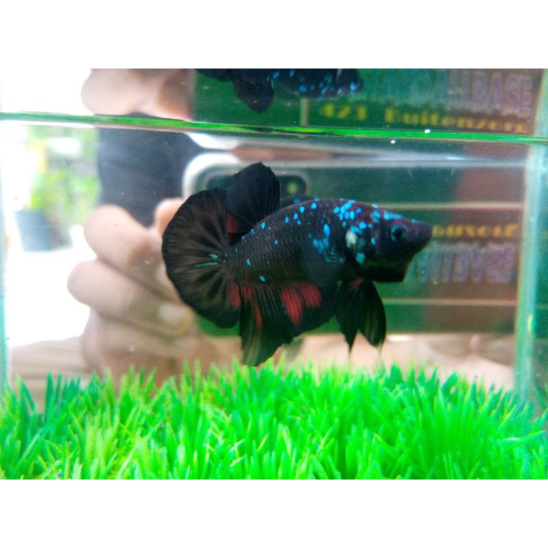 ikan cupang avatar gordon rintik pasir