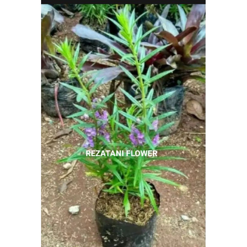 tanaman hias lavender/tanaman hias pengusir nyamuk/lavender/pohon lavender/pohon pengusir nyamuk