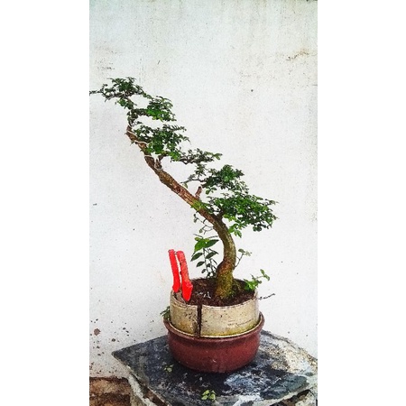 bonsai pohon serut