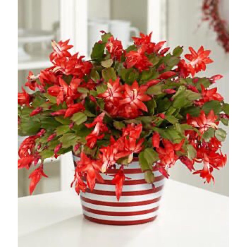 Tanaman Hias wijaya Kusuma bunga merah - Bunga Hidup gantung Murah-kembang hidup asli-bunga hidup ca