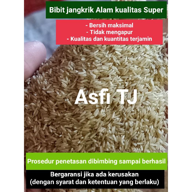 

❤️Asfi TJ❤️Telur Jangkrik Alam Cliring 1 kg murah