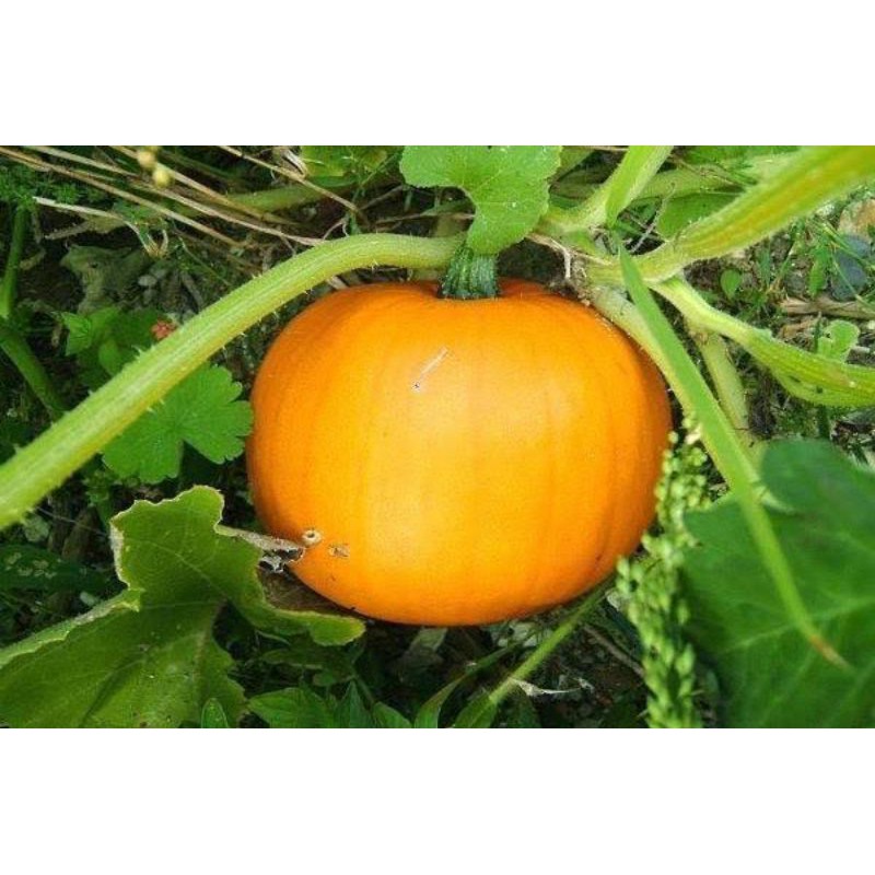 benih bibit labu kuning/benih waluh/bibit labu parang