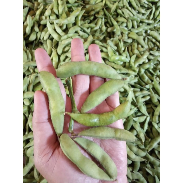 

edamame