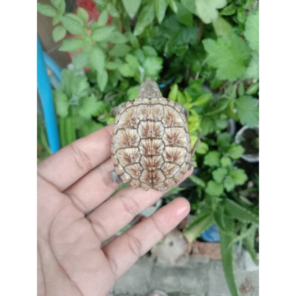 hiasan aquarium kura cst cerah