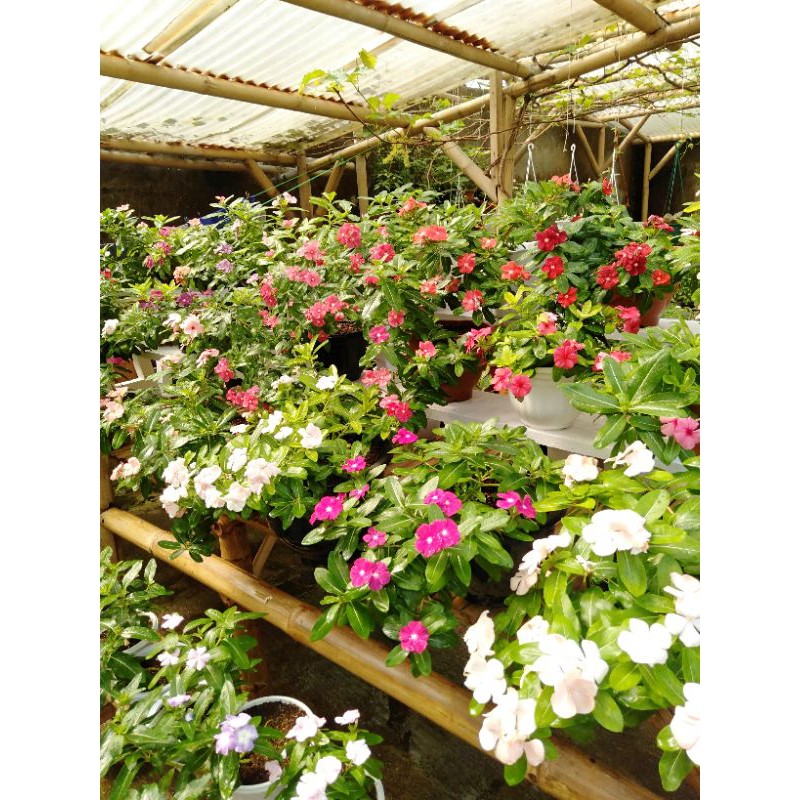 benih biji vinca gantung mix 50 benih