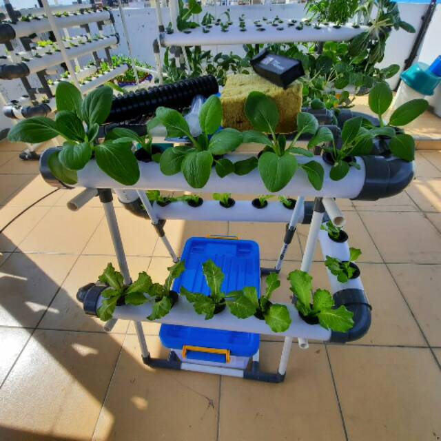 HIDROPONIK SET UNTUK PEMULA