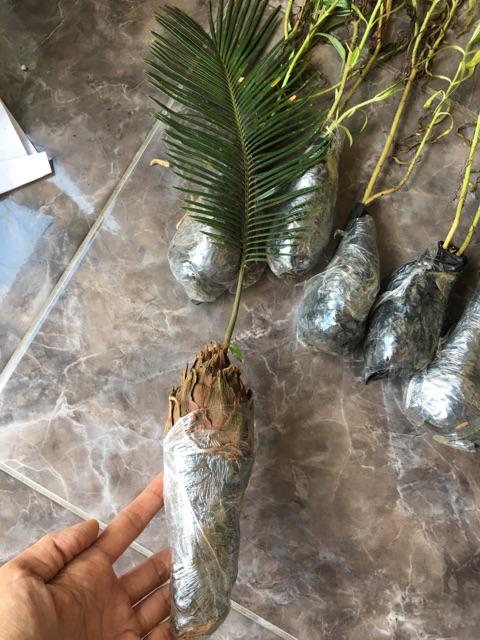 Tanaman Hias Palem Sikas-bibit Tanaman Sikas