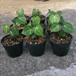 Kuping gajah tarantula. Anthurium clarinervium | kuping gajah karet (BIBIT) REAL PICT