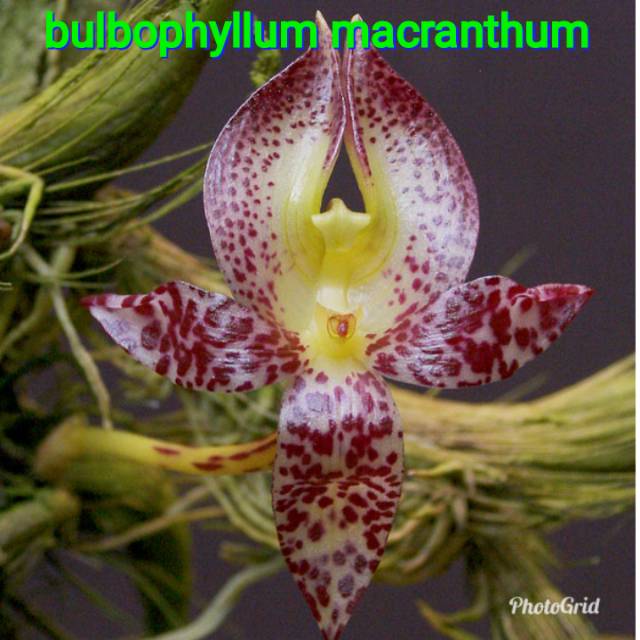 anggrek bulbo bulbophyllum macranthum