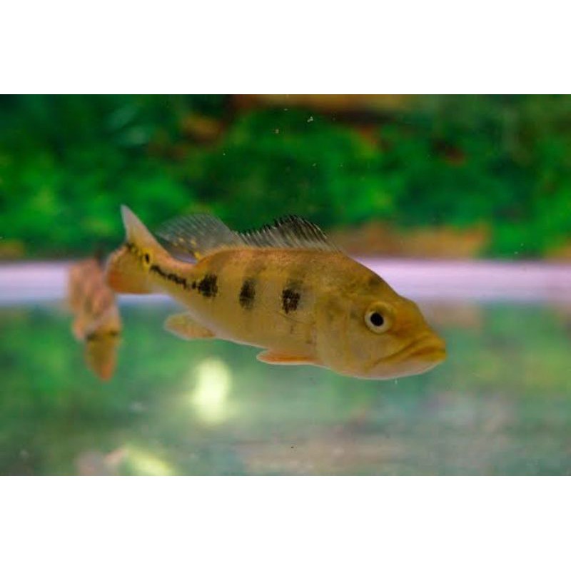 peacock bass kelberi 10 cm