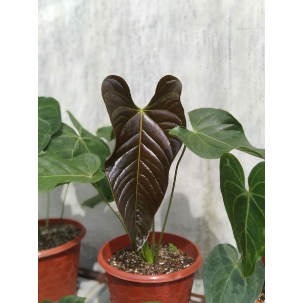Anthurium chamberlainii x veitchii