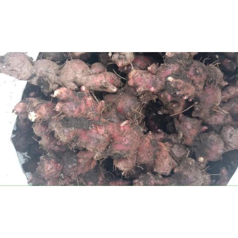 

jahe merah Medan 1kg