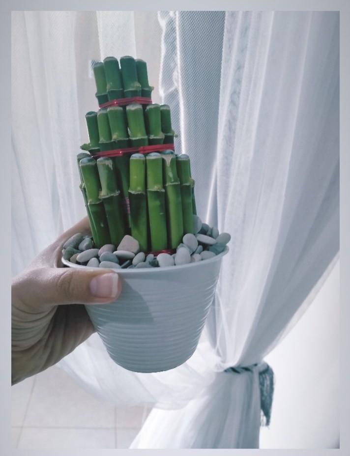Bambu Hoki / Lucky Bamboo / Bambu Rejeki / Bambu Cina/ Bambu Mini