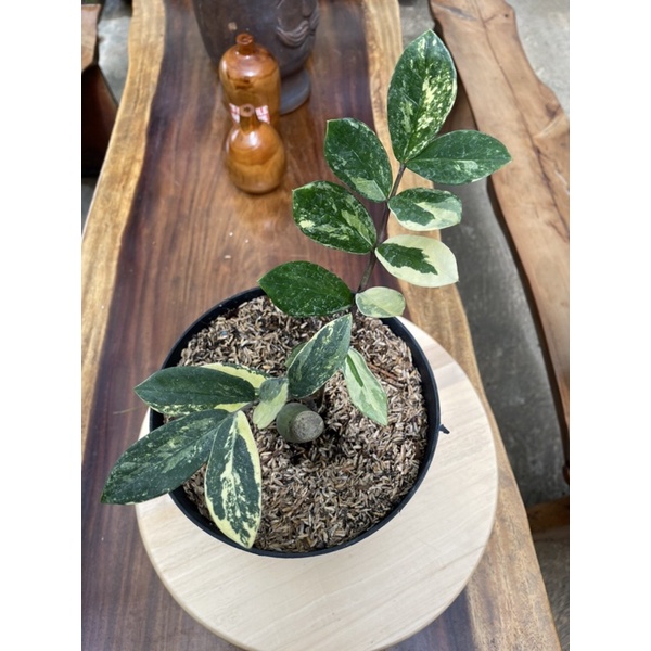 Zamioculcas Zamiifolia ZZ Plant Variegata
