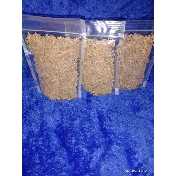 Daun gagatan harimau, asli. original
