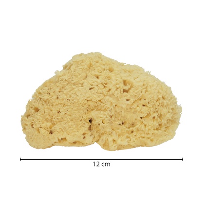 [GERMANY] NATURAL SEA SPONGE for baby / for face / for body