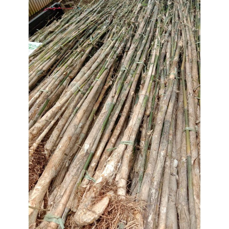 bambu jepang/bambu hias