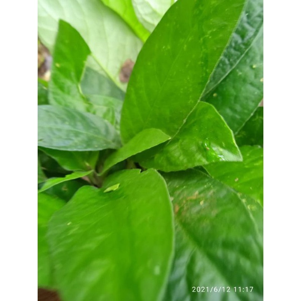 

daun rendeu lalapan segar 1 kg
