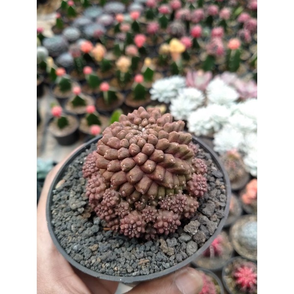 kaktus ownroot capiapoa import