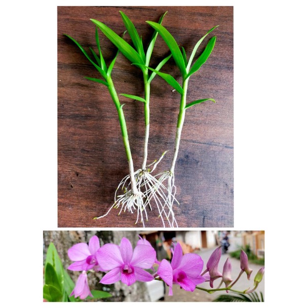 Keiki Anggrek Dendrobium Larat