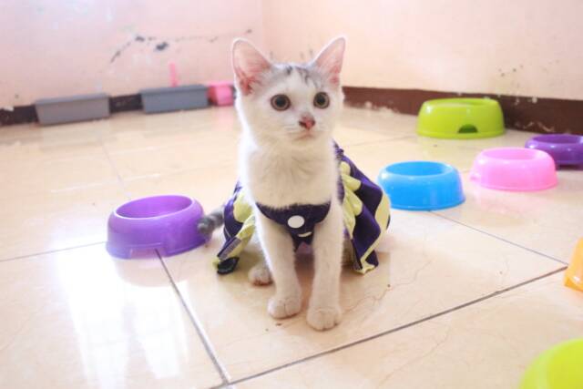 Dress ungu mix krem untuk kucing dan anjing / baju kucing murah terlaris size S-XL