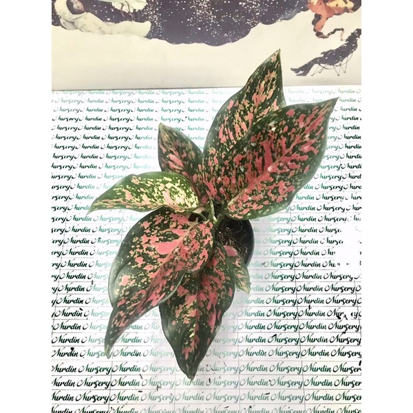 AGLONEMA RED VENUS JUMBO | TANAMAN HIAS AGLONEMA | RED VENUS JUMBO