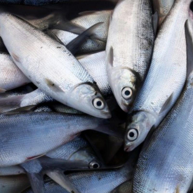 

iKan Bandeng Masak 1 Kg Fresh
