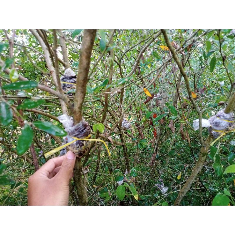 Saeng simbur lokal bonsai