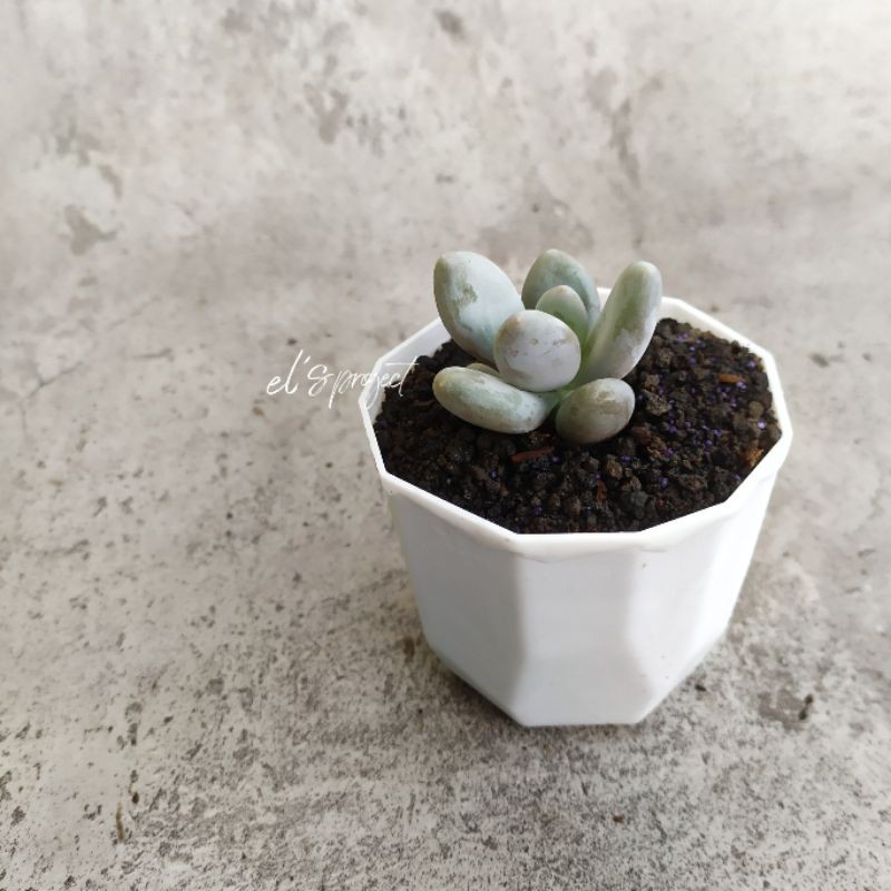 tanaman hias succulent sukulen moon stone dan pot Kotak tanaman hias succulent sukulen moon stone dan pot Kotak