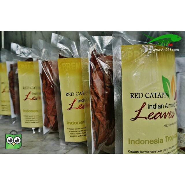 

daun ketapang merah Indiand almond premium quality