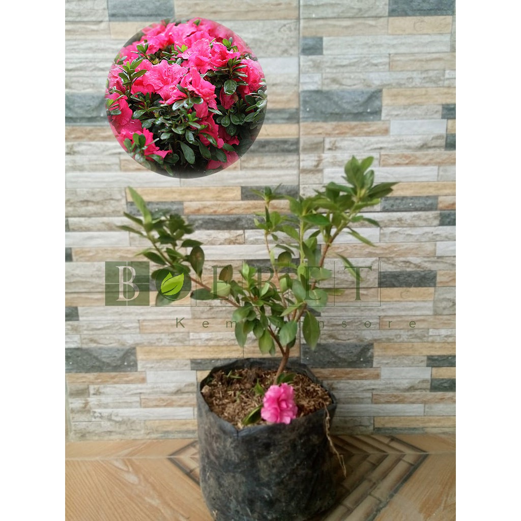 Bibit Azalea Pink/Bunga Azalea Pink Cantik