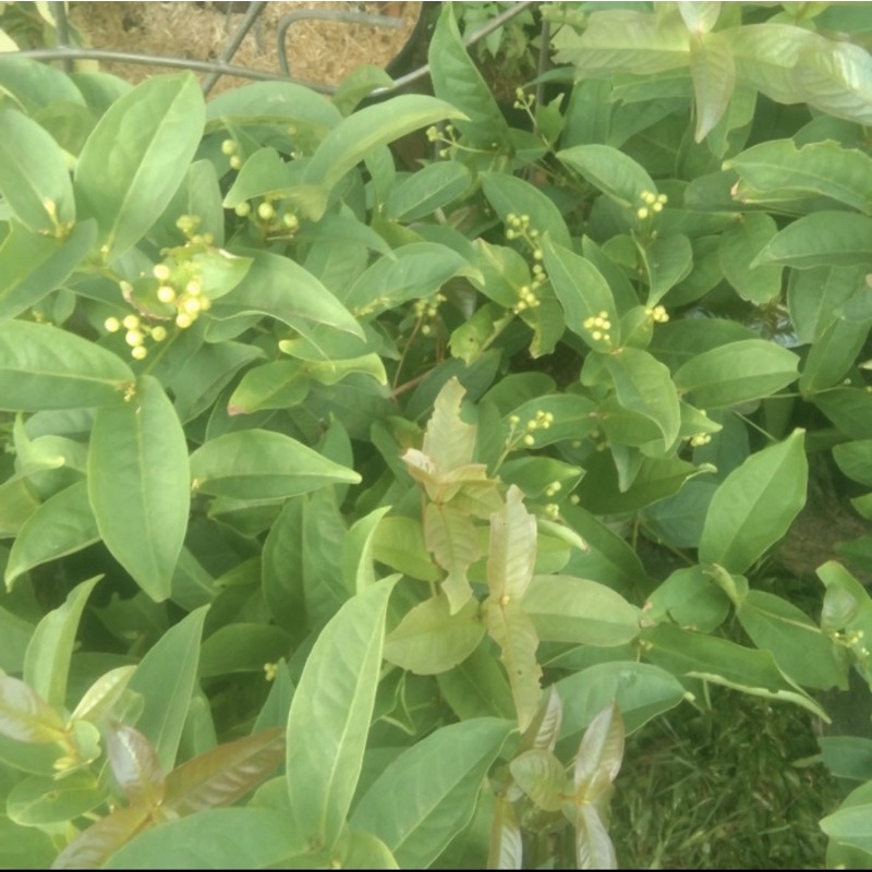 tanaman buah jambu air // ukuran besar sudah berbuah