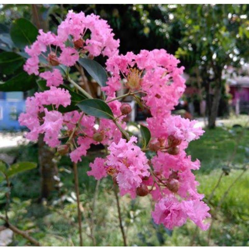 

Bunga sakura